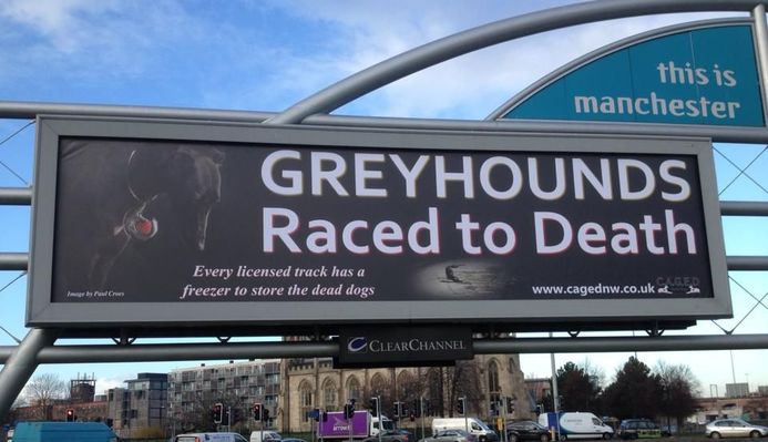 Greyhounds Raced to death 