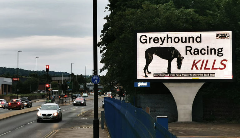 Owlerton greyhounds 